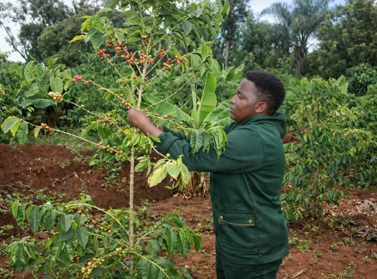 Farmer picking coffee beans in plantation