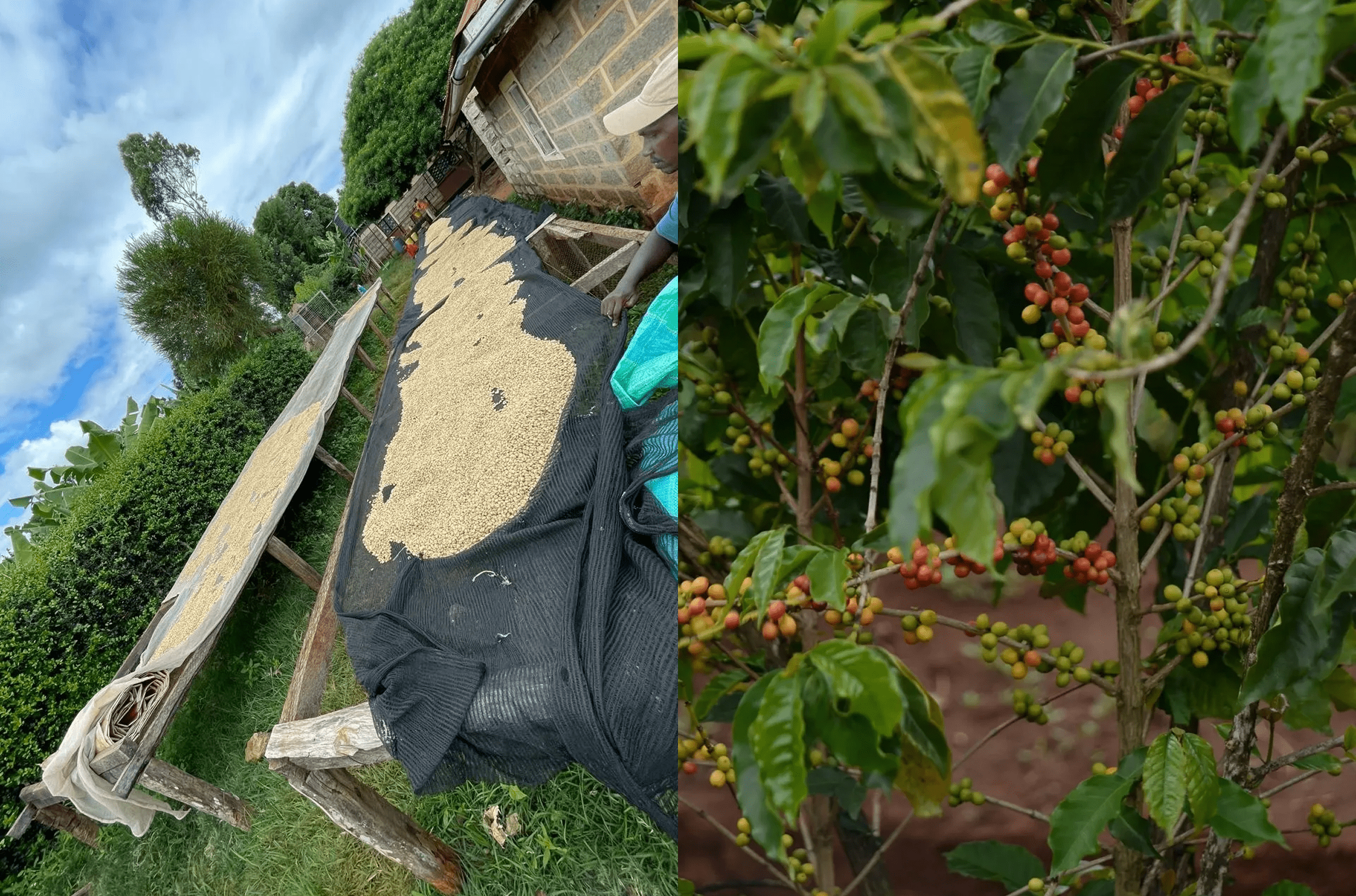 Outdoor coffee processing and plants